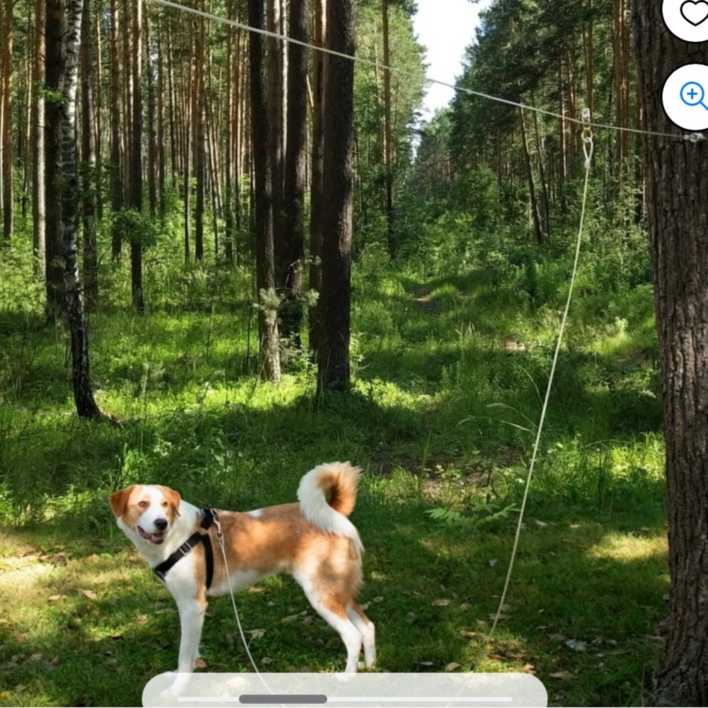 Vibrant life trolley cable - XL 🐾 - Picture 3 of 11